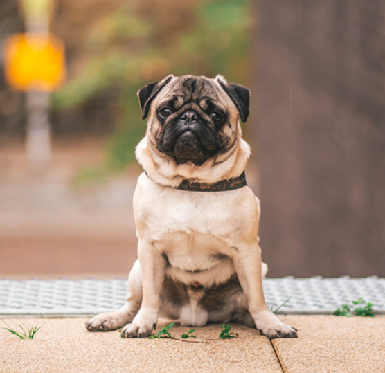 Tammy, Lansdown, dog, breeder, official, homepage, Tammy-Lansdown, dog-breeder, Seymour, MO, Missouri, puppy, puppies, kennels, mill, puppymill, 5-star, ACA, ICA, registered, show handler, pug, australian, shepherd, usda, 43-A-1268, 43a1268, licensed, inspected