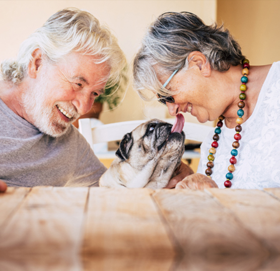 Tammy, Lansdown, dog, breeder, star, certificate, Tammy-Lansdown, dog-breeder, Seymour, MO, Missouri, puppy, puppies, kennels, mill, puppymill, 5-star, ACA, ICA, registered, show handler, pug, australian, shepherd, usda, 43-A-1268, 43a1268, licensed, inspected